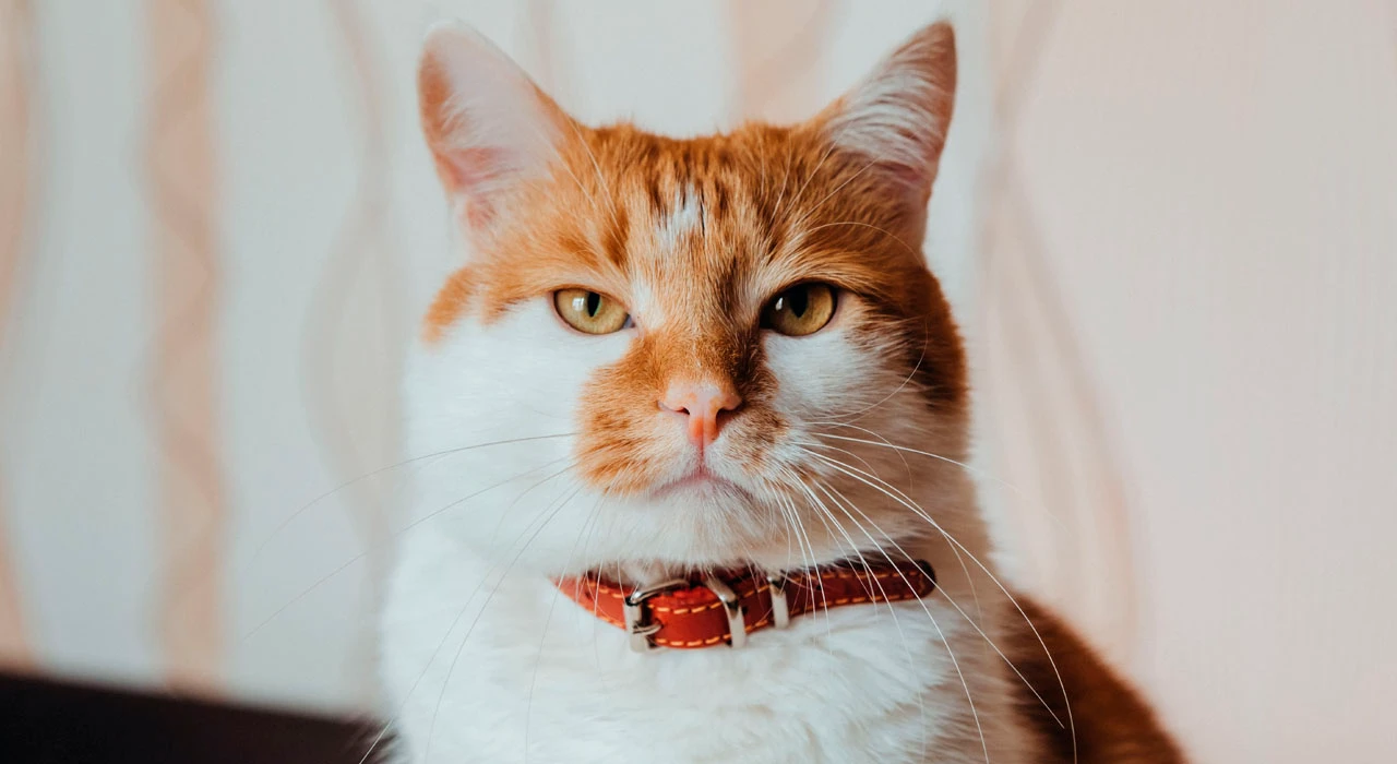 kedi ve kopeklere mikrocip nerede takilir fiyati ne kadar en ucuz nerede (3)